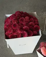 Винные георгины